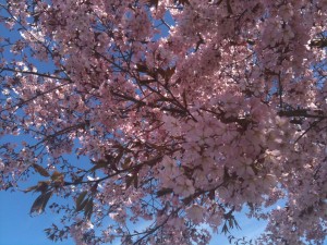 Spring in Sweden