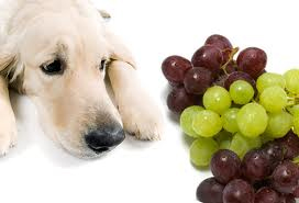 To eat or not to eat healthy? It's your choice.