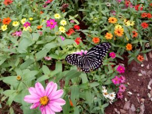 A Beautiful Butterfly Landed on my Pillow - This is How I started to meditate...