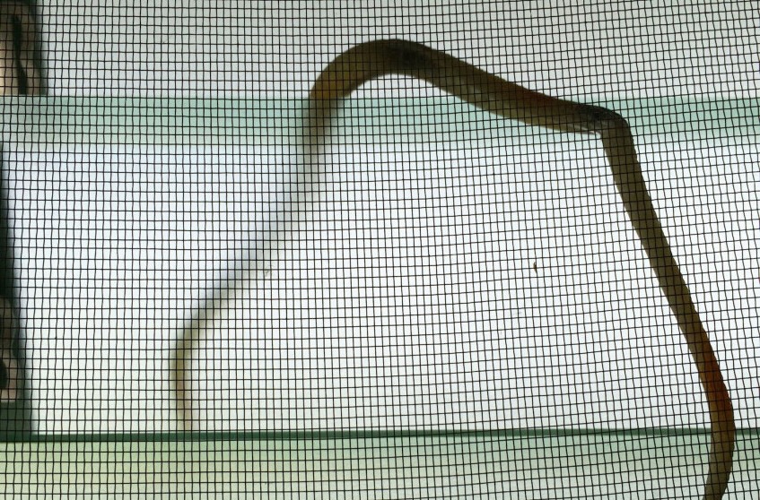 A Rubber Snake that Lived with Me