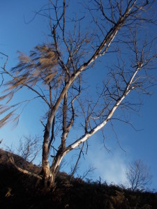 Grounded as a tree