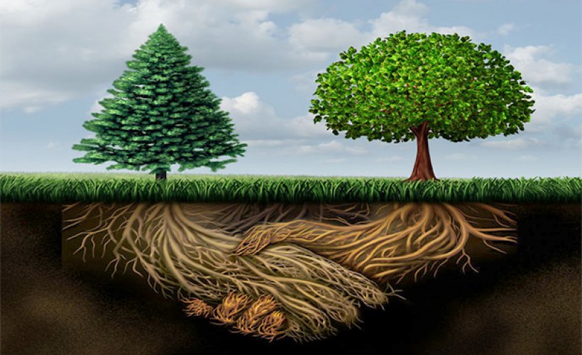 Can Trees and Animals Show Empathy and Altruism?