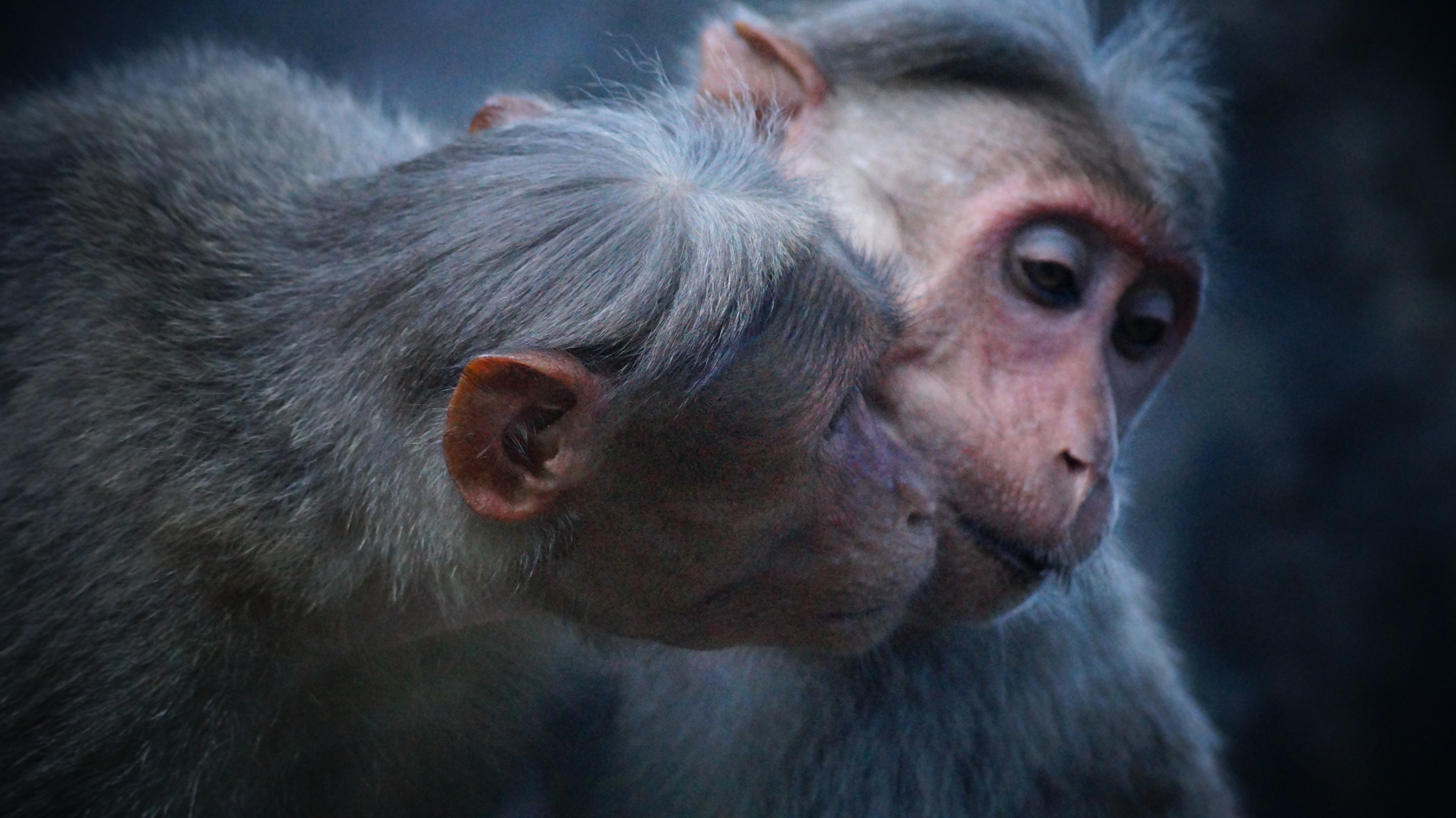 Les arbres et les animaux peuvent-ils faire preuve d'empathie et d'altruisme?