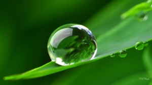 one_perfect_dew_drop-1574651